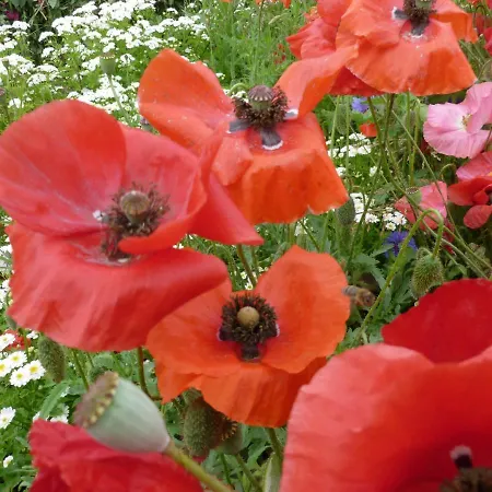 Lejlighed Ostsee In Schoenberg Inklusive 2 Leihfahrraeder Self-check-in *