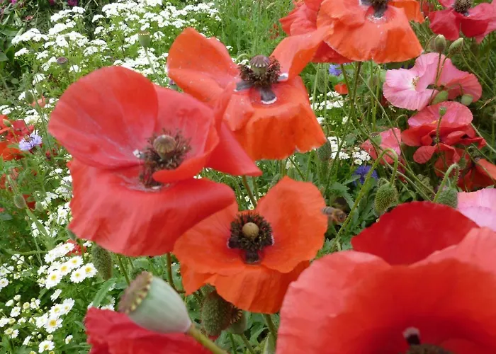 Appartement Ostsee In Schoenberg Inklusive 2 Leihfahrraeder Self-check-in *